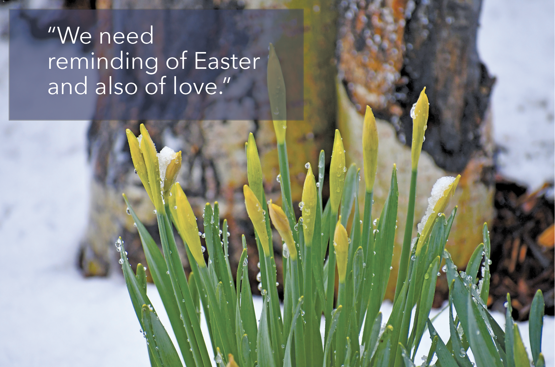 spring flowers pushing up through the snow with a quotation from this article